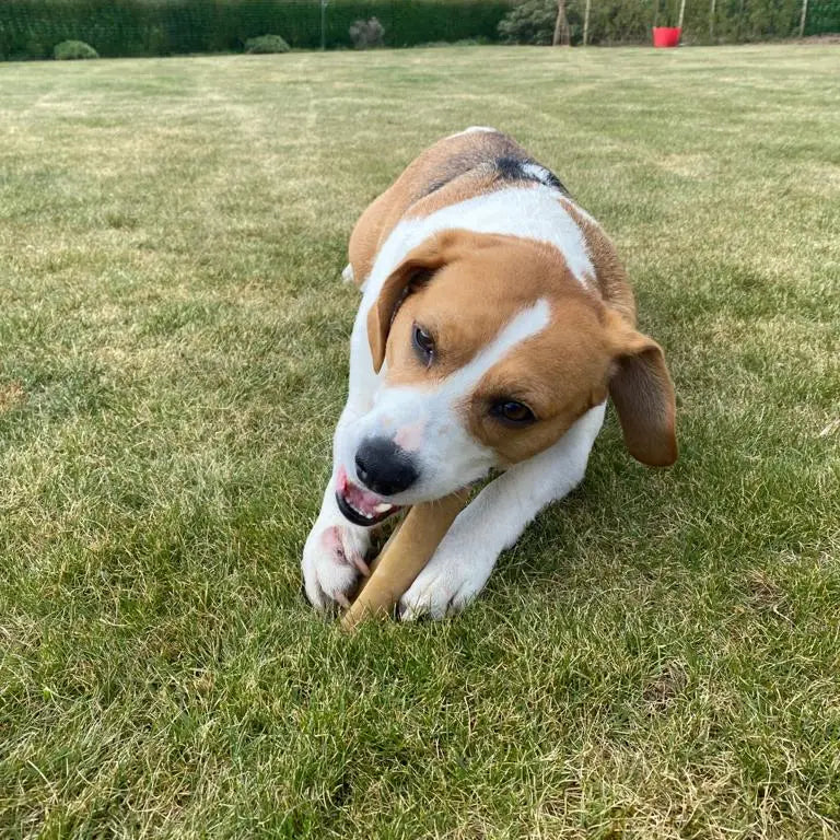 Yak Bar with Turmeric