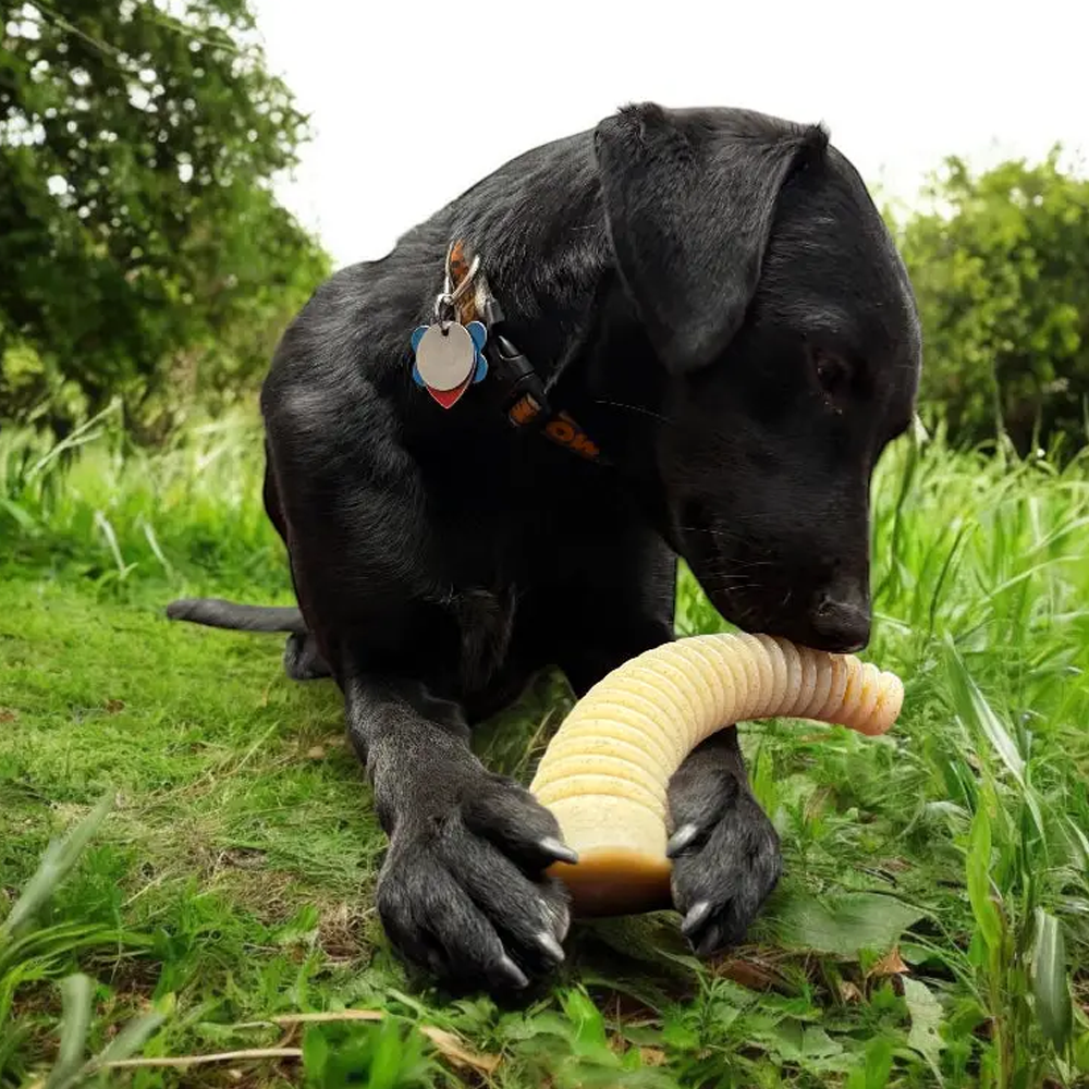 Antler Ultra Durable Nylon Dog Chew Toy - SodaPup