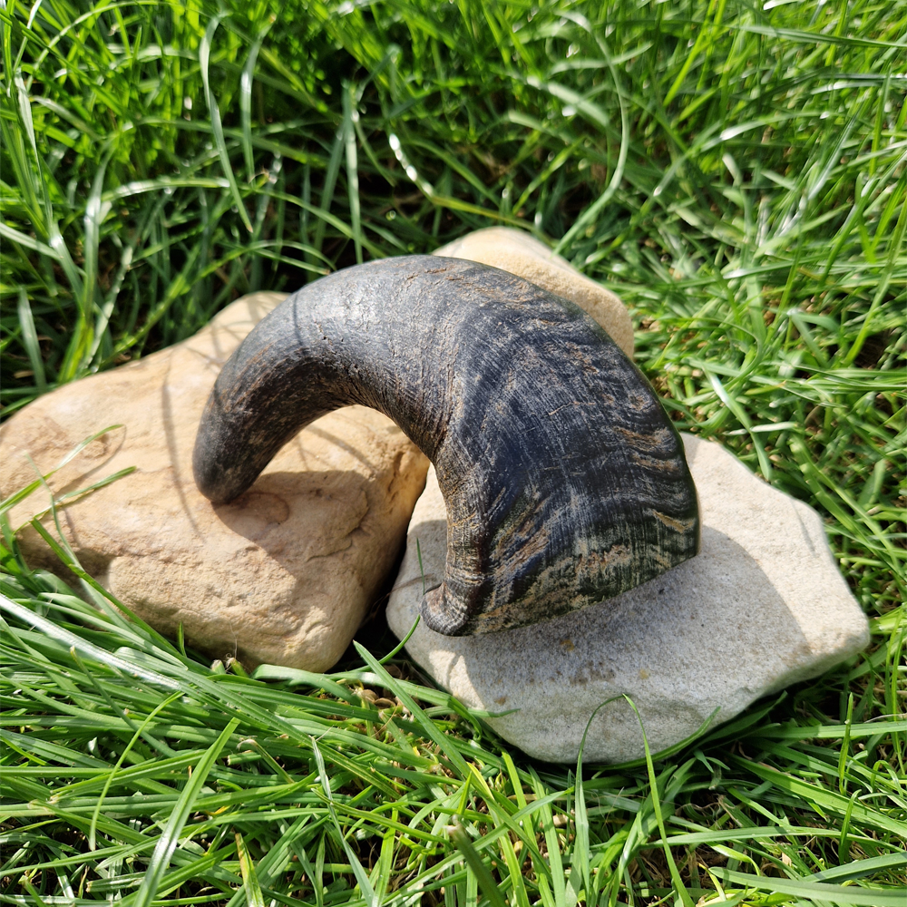 Buffalo Horn