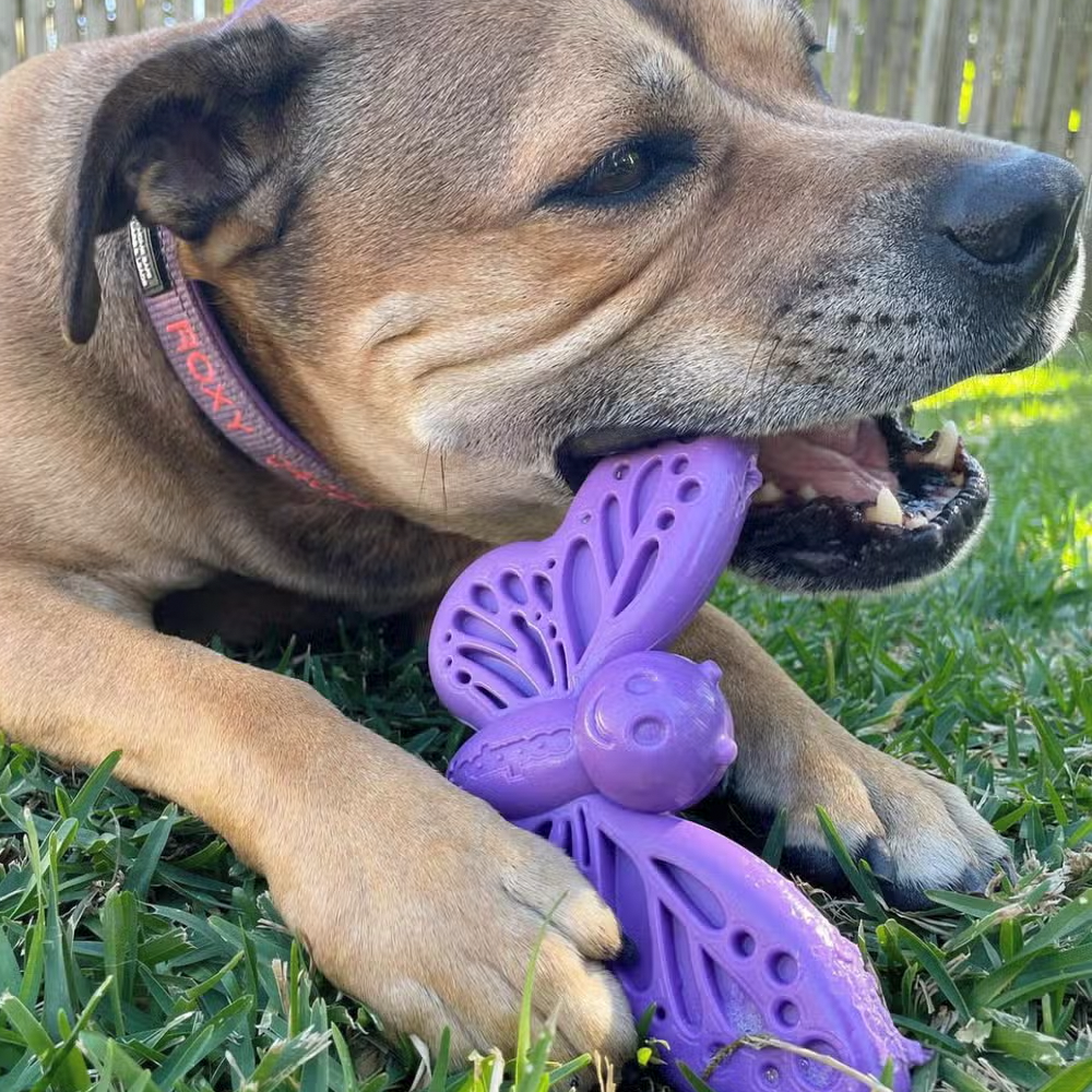 Butterfly Nylon Chew & Enrichment Toy - SodaPup