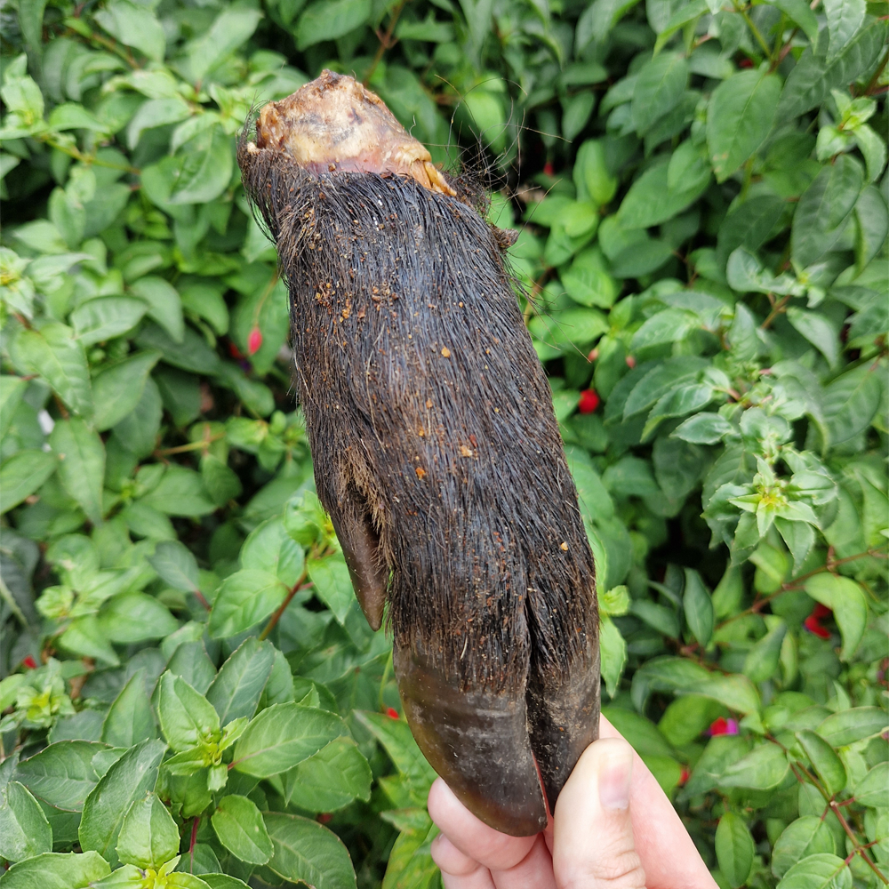 Hairy Wild Boar Legs