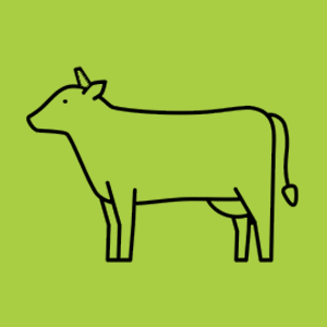 Beef
