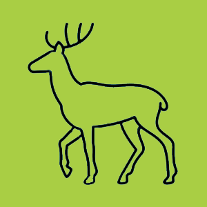 Venison