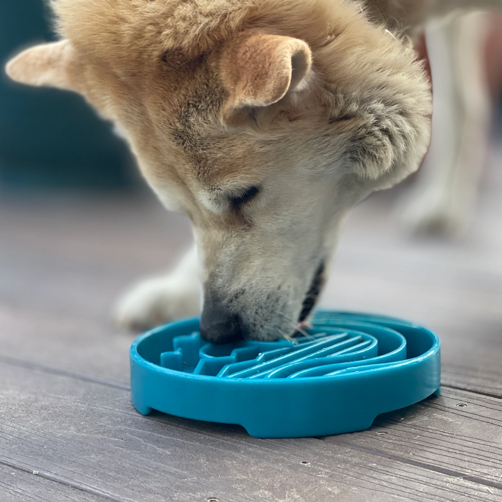 Baja eTray Shallow Enrichment Slow Feeder Bowl - SodaPup
