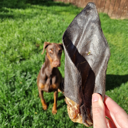 Hairy Buffalo Ears