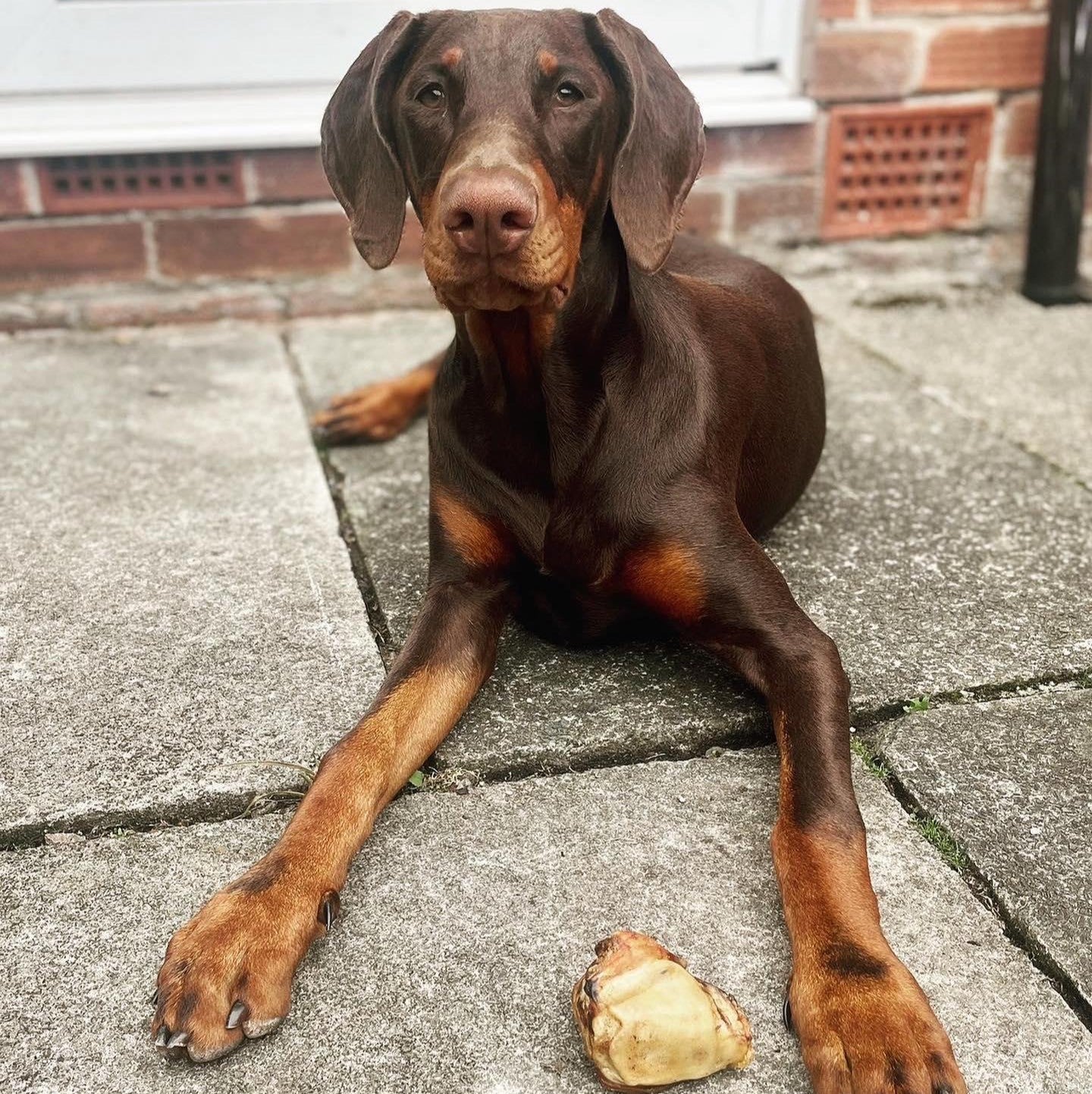 Beef Knees - Dog Gobstopper