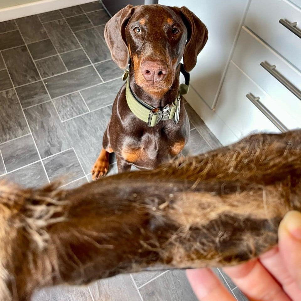 Hairy Venison Ears
