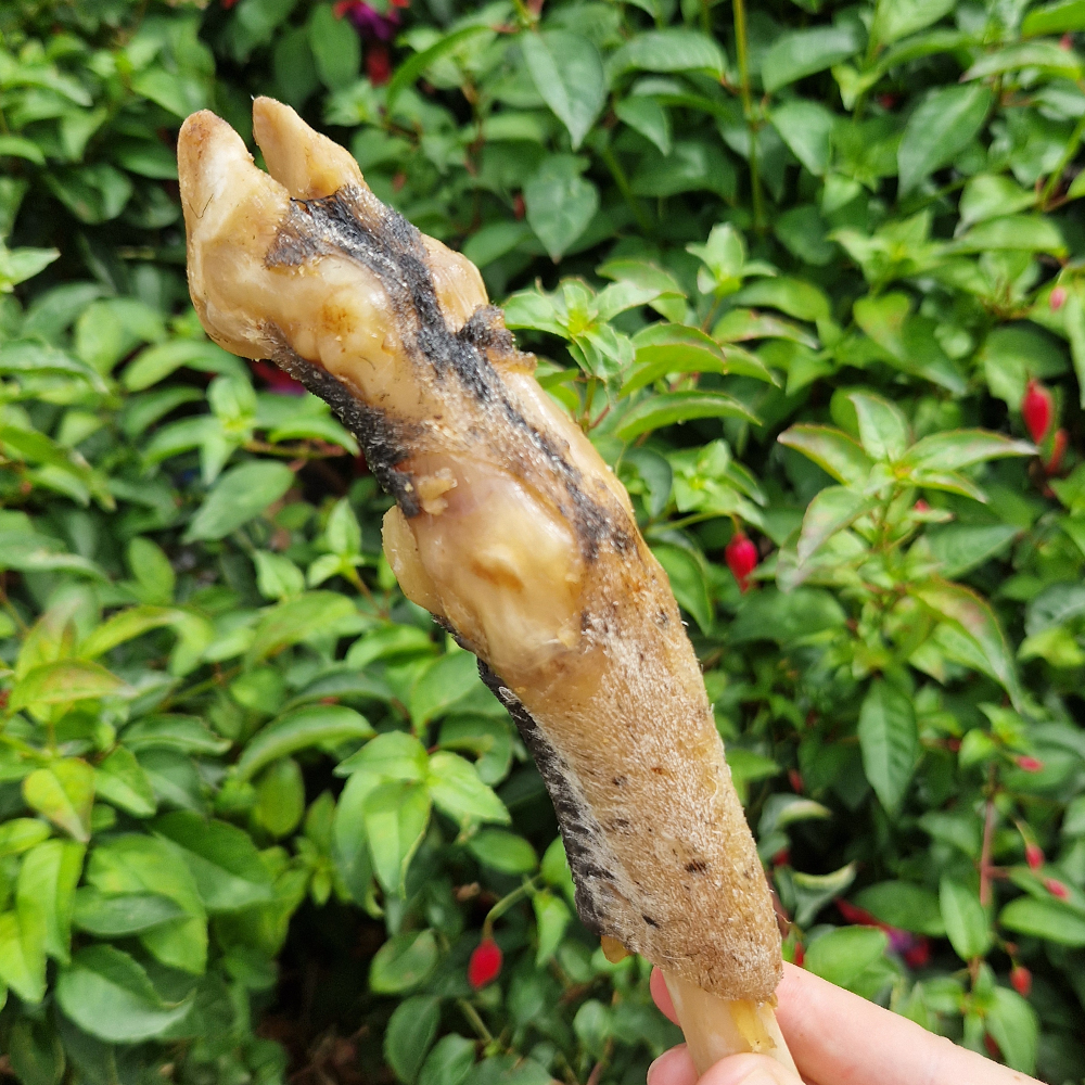 Lamb Feet