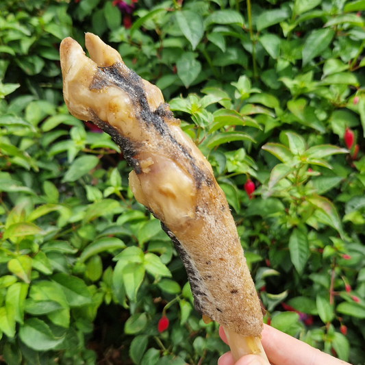 Lamb Feet
