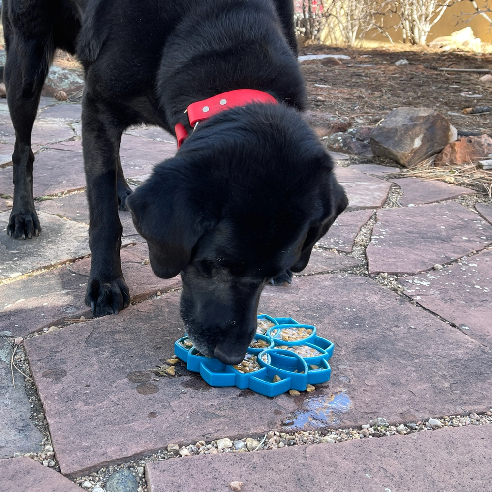 Mandala Enrichment Tray For Dogs - SodaPup