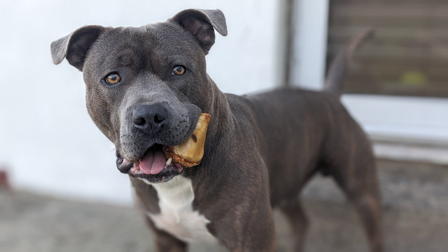 Beef Knees - Dog Gobstopper