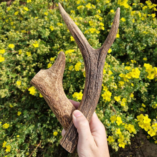 Antler