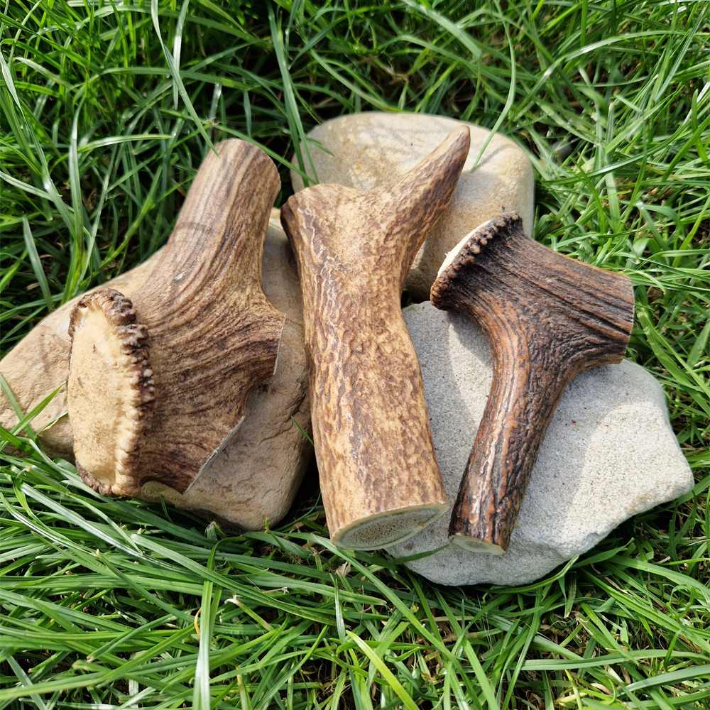 Antler