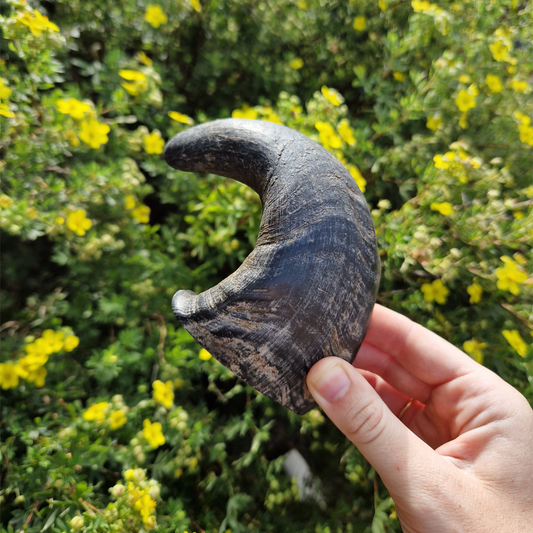 Buffalo Horn
