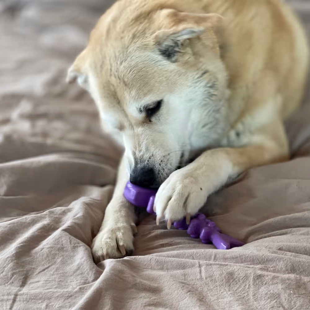 Fish Bone Ultra Durable Nylon Chew Toy - SodaPup