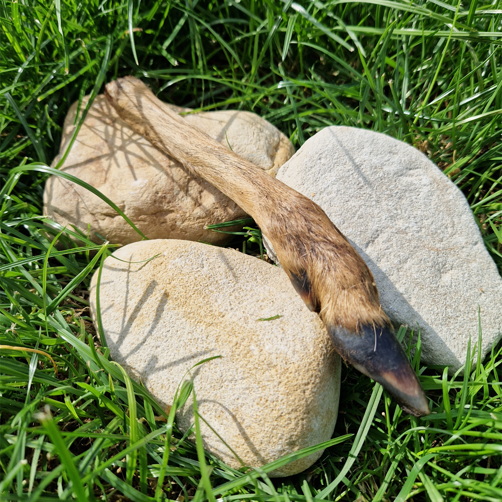 Hairy Venison Legs