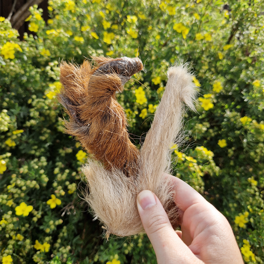 Hairy Venison Skins