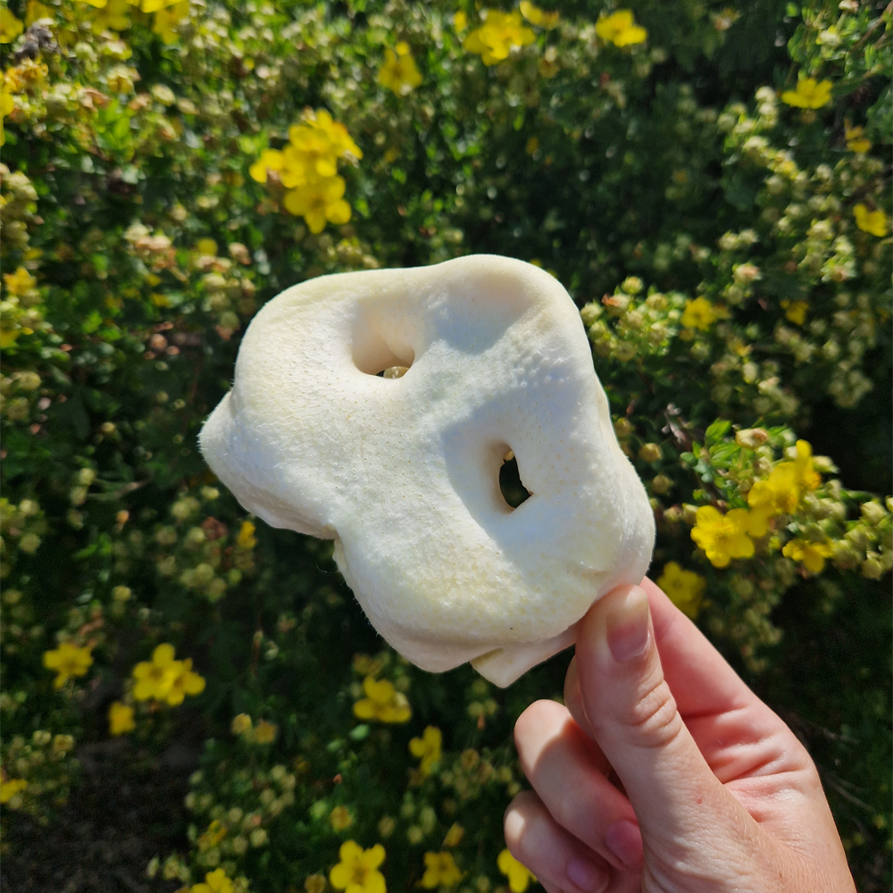 Puffed Pig Snout
