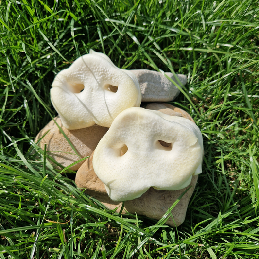 Puffed Pig Snout