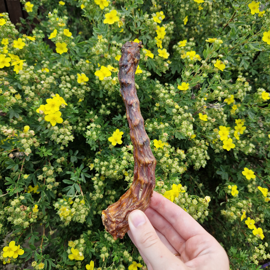 Turkey Neck