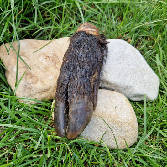 Hairy Wild Boar Legs